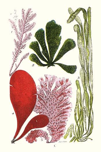 Seaweeds - Common Coralline Poster Print by James Sowerby showcasing vibrant marine life.