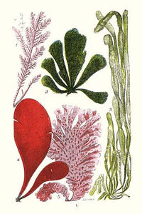 Seaweeds - Common Coralline Poster Print by James Sowerby showcasing vibrant marine life.