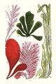 Seaweeds - Common Coralline Poster Print by James Sowerby showcasing vibrant marine life.