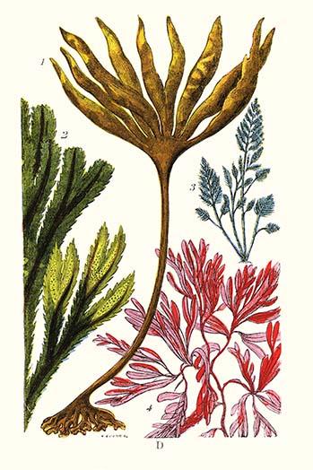 Seaweeds vintage art print by James Sowerby, high-quality reproduction.