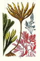 Seaweeds vintage art print by James Sowerby, high-quality reproduction.