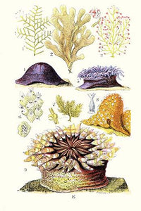 Anemones and Seaweeds Poster Print by James Sowerby, vintage marine art