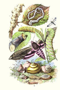 Privet Moth and Caterpillars Poster Print by James Sowerby