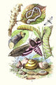 Privet Moth and Caterpillars Poster Print by James Sowerby
