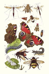 Mason Bee, Sting-fly, Peacock Butterfly Poster Print by James Sowerby