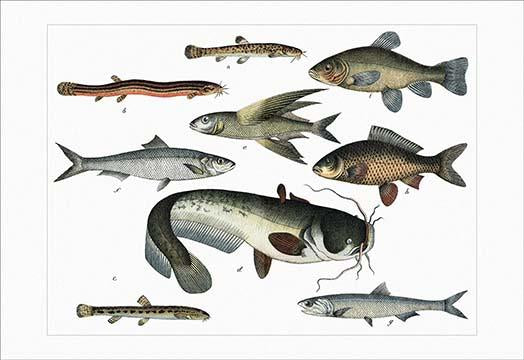 Fish Variety Vintage Art Print by Heinrich V. Schubert showcasing vibrant aquatic life.