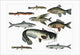 Fish Variety Vintage Art Print by Heinrich V. Schubert showcasing vibrant aquatic life.