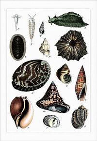 Mollusks and shells art print by Heinrich V. Schubert showcasing various marine life.