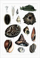 Mollusks and shells art print by Heinrich V. Schubert showcasing various marine life.