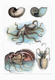 Cephalopods Nautilus, Octopus, and Squid Poster Print