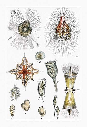 Microscopic Sea Life poster print showcasing intricate marine creatures by Heinrich V. Schubert.