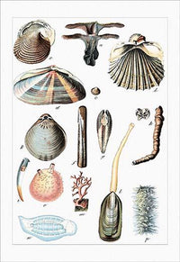 Worms and Bivalves vintage art print by Heinrich V. Schubert.