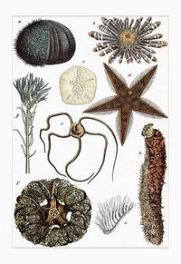 Echinoderm study poster print featuring pencil urchin, sea star, bristle worm, sea urchin, uni, and sand dollar.