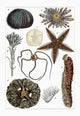 Echinoderm study poster print featuring pencil urchin, sea star, bristle worm, sea urchin, uni, and sand dollar.