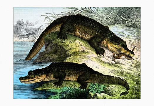 Crocodiles on the shore, one eating, poster print by Heinrich V. Schubert