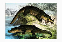 Crocodiles on the shore, one eating, poster print by Heinrich V. Schubert