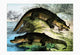 Crocodiles on the shore, one eating, poster print by Heinrich V. Schubert