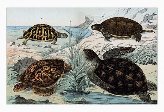 Four Closely Related Creatures Poster Print by Heinrich V. Schubert showcasing terrestrial and marine life.