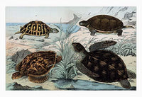 Four Closely Related Creatures Poster Print by Heinrich V. Schubert showcasing terrestrial and marine life.