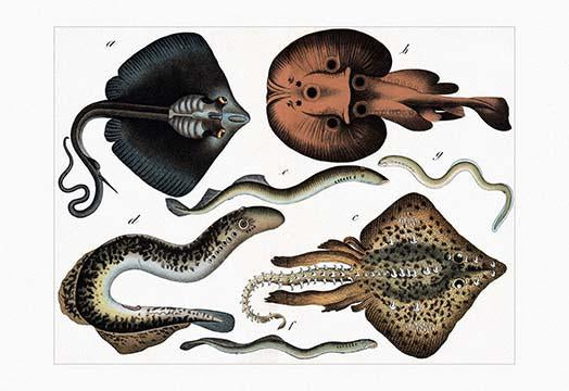 Three stingrays swimming with remoras, marine life poster print by Heinrich V. Schubert.