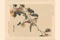 Small hawk landing on a peach tree branch - poster print.