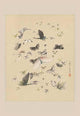Butterflies in Flight vintage art poster print showcasing colorful butterflies in motion.