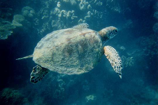 Underwater green turtle hunting for jellyfish poster print by Jason Pierce.