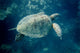 Underwater green turtle hunting for jellyfish poster print by Jason Pierce.