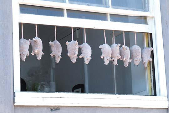 Stuffed Mice Gallery Window Art Print by Jason Pierce