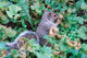 Happy squirrel enjoying an acorn poster print by Jason Pierce.
