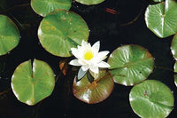 A Dab of Color on a Pond Poster Print by Jason Pierce, vibrant nature art