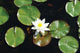 A Dab of Color on a Pond Poster Print by Jason Pierce, vibrant nature art