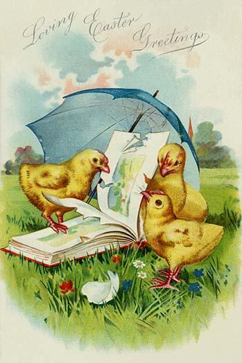 Three baby chicks under an umbrella leaf vintage postcard poster print.