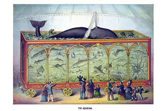 Circus Fish Parade Poster Print featuring colorful fish and a whale