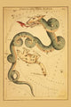 Astronomical chart poster featuring dragon and bear constellations by Aspin Jehosaphat.