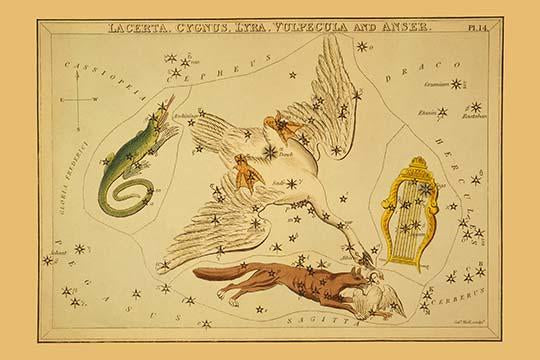 Astronomical chart poster print featuring a swan, lyre, lizard, and fox.