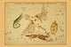 Astronomical chart poster print featuring a swan, lyre, lizard, and fox.
