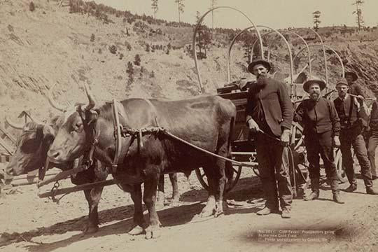 Five men with pick axes standing next to a wagon pulled by oxen.