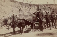 Five men with pick axes standing next to a wagon pulled by oxen.