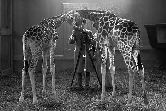 Curious giraffes interacting with a man and large camera on tripod.
