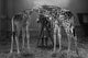 Curious giraffes interacting with a man and large camera on tripod.