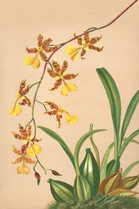 Oncidium orchid poster print by H.G. Moon showcasing vibrant colors