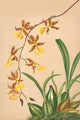 Oncidium orchid poster print by H.G. Moon showcasing vibrant colors