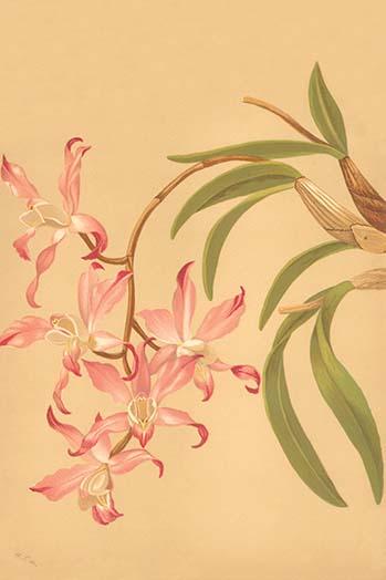 Laelia Anceps Poster Print showcasing vibrant flowers on long spikes.