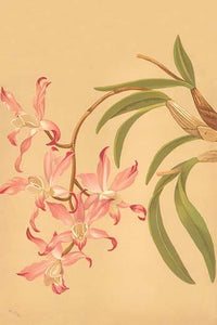 Laelia Anceps Poster Print showcasing vibrant flowers on long spikes.