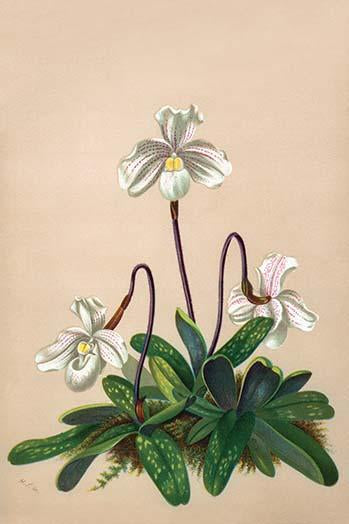 Lady's Slipper Orchids Poster Print by H.G. Moon showcasing unique floral structures.