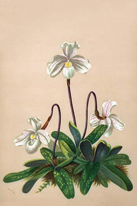 Lady's Slipper Orchids Poster Print by H.G. Moon showcasing unique floral structures.