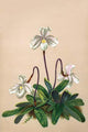Lady's Slipper Orchids Poster Print by H.G. Moon showcasing unique floral structures.