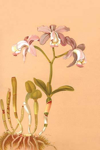 Cattleya Loddigesii Poster Print showcasing vibrant orchid flowers.
