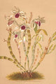 Dendrobium Ainsworth II vintage art poster print by H.G. Moon.